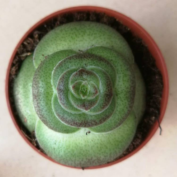 plant image 1094273