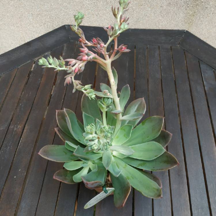 plant image 1128919