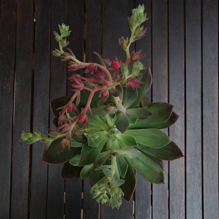 Plant image Echeveria Blue Prince
