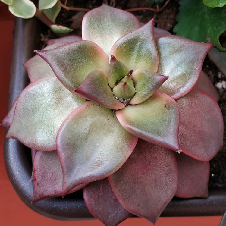 plant image 1148437