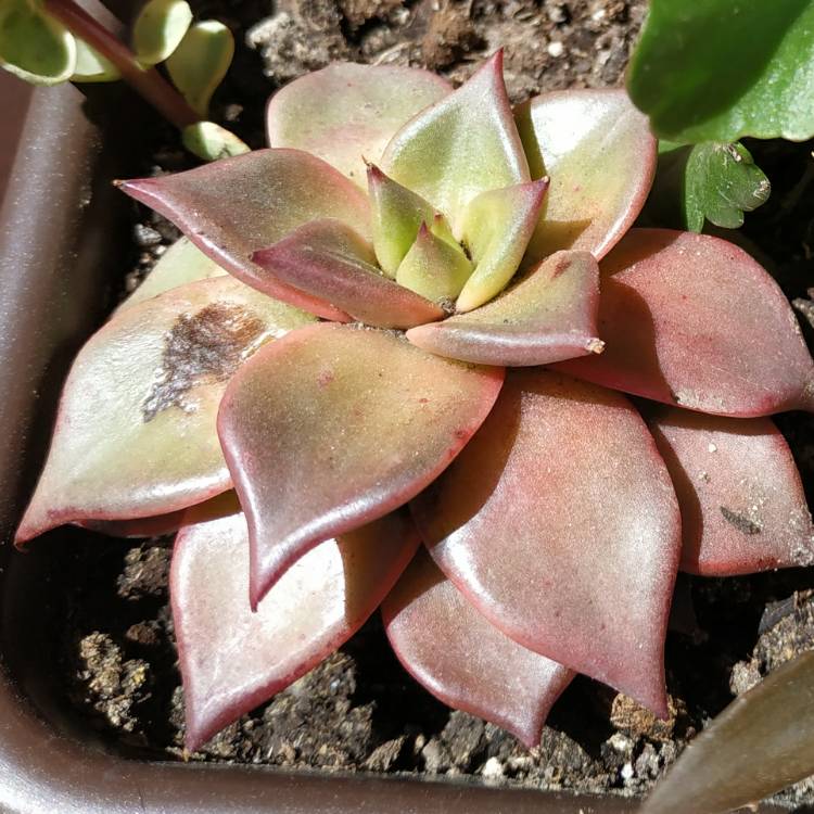 plant image 1148441