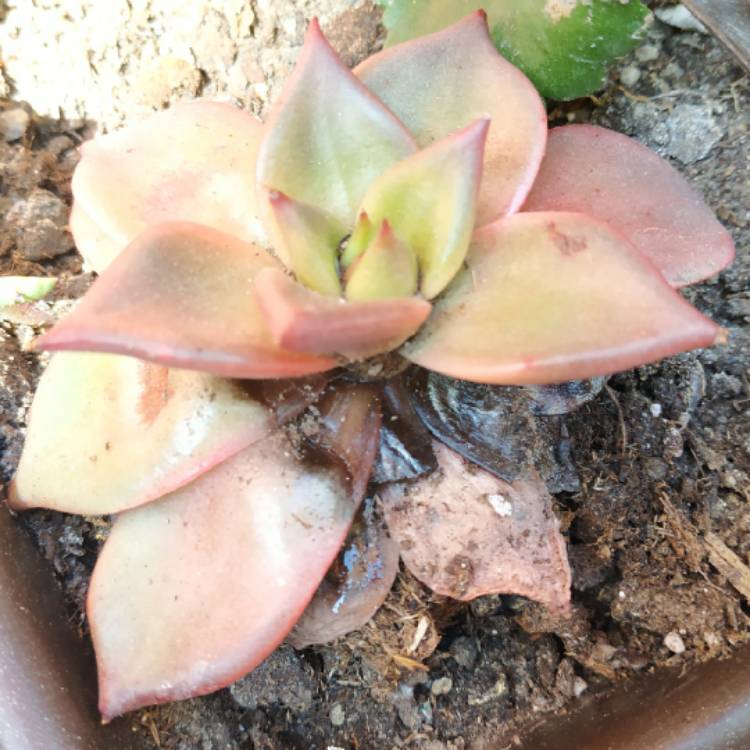 plant image 1148444