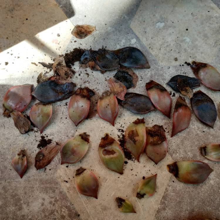 plant image 1148446