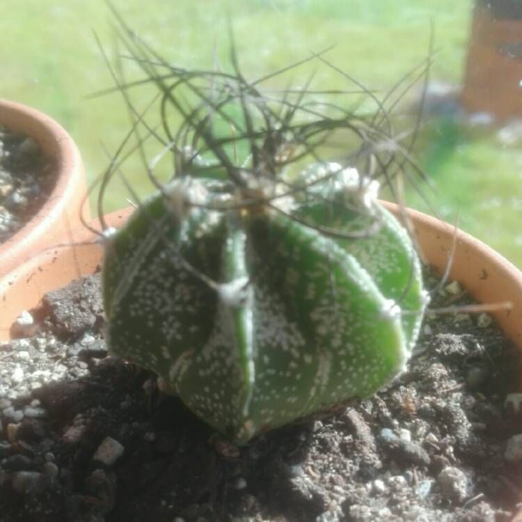 Plant image Astrophytum capricorne var. minor