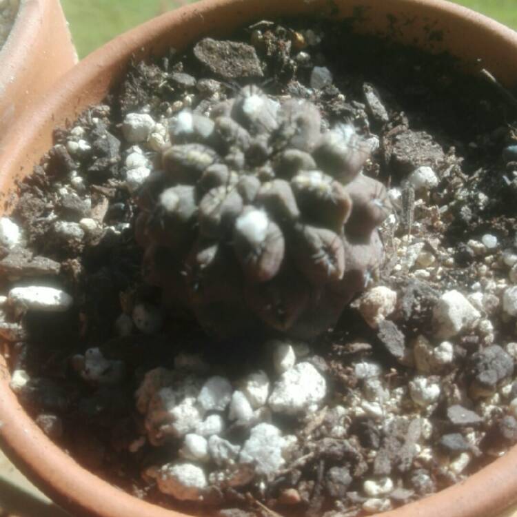 Plant image Eriosyce heinrichiana