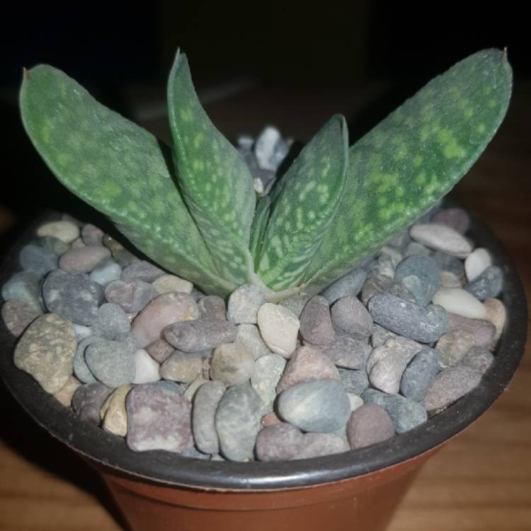 Plant image Gasteria pillansii var. pillansii (Mini)