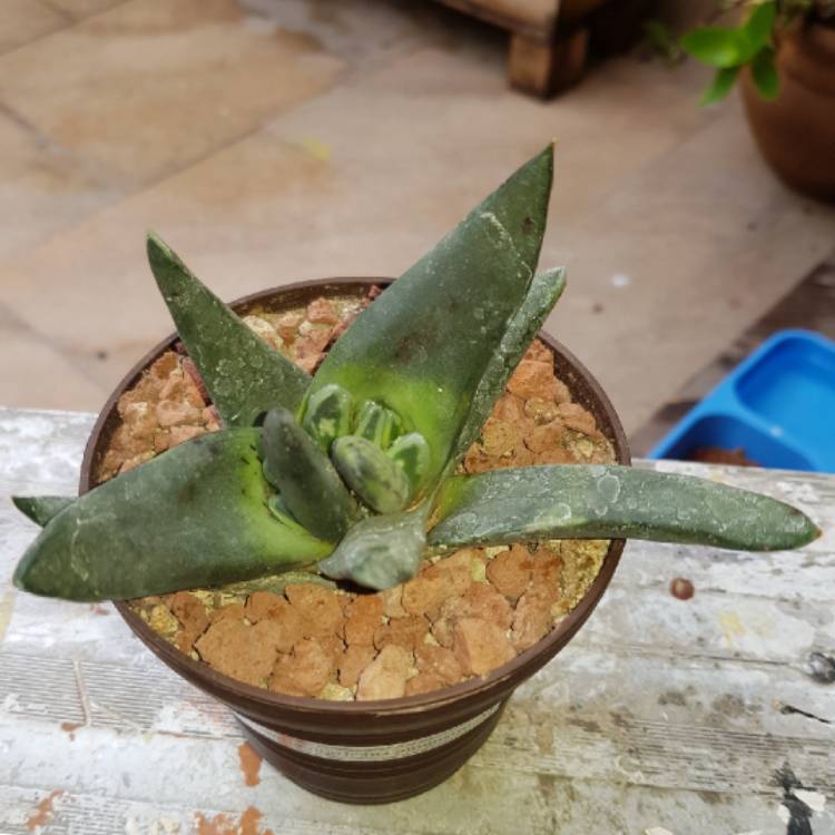 Plant image Gasteria nigricans f. monstrose