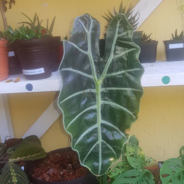 Plant image Alocasia Sanderiana