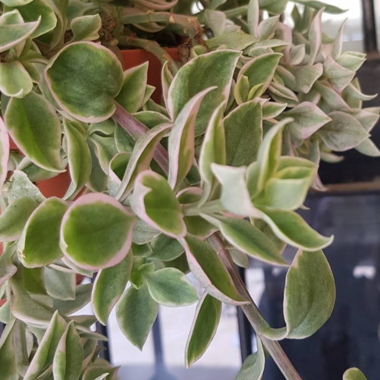Plant image Dorotheanthus Bellidiformis