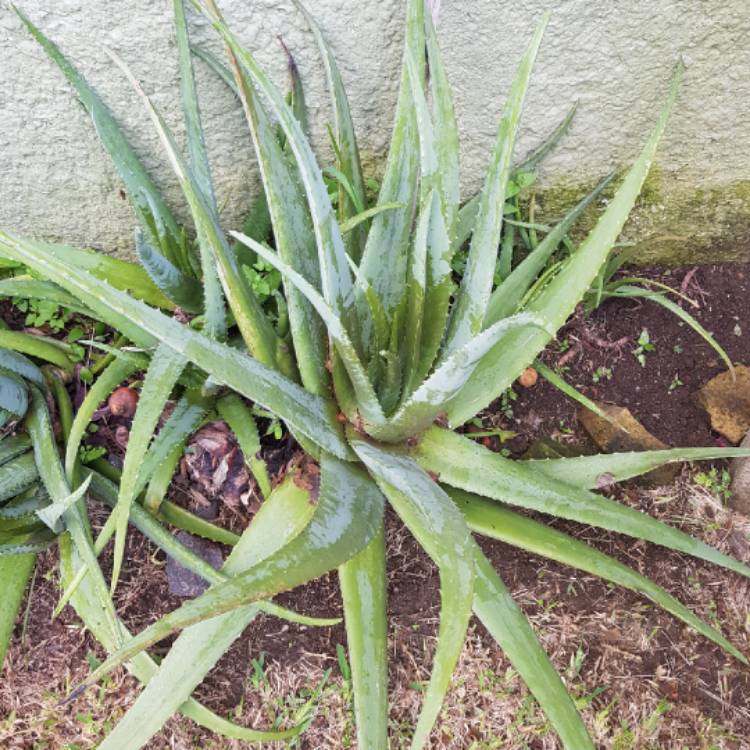 Plant image Aloe 'Blue Elf'
