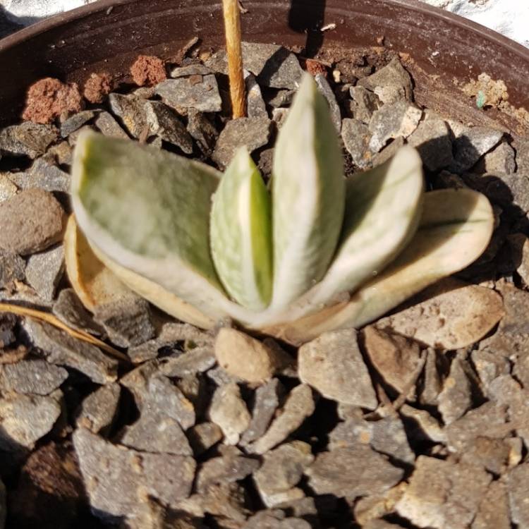 Plant image Gasteria Brevifolia Variegata