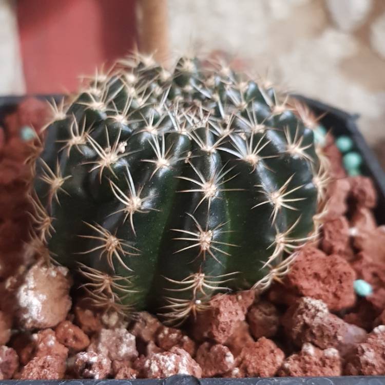 Plant image Gymnocalycium Bruchii