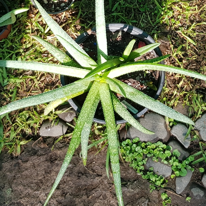 plant image 1514387