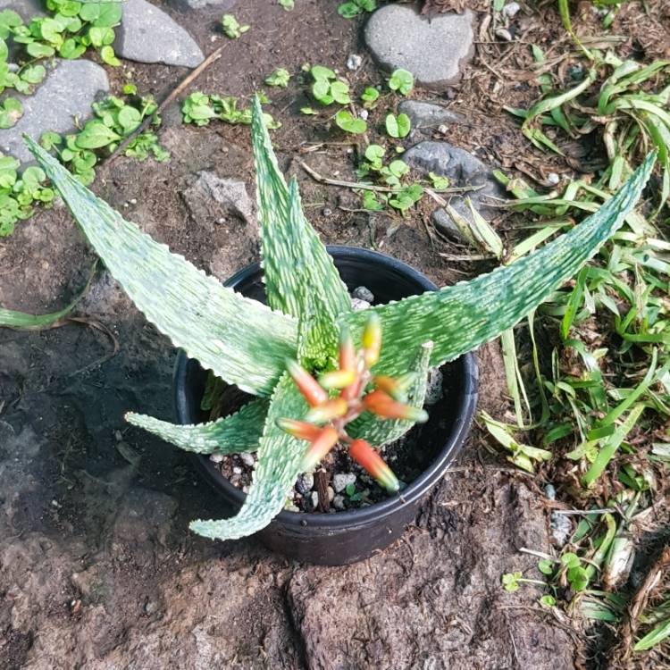 plant image 1514393