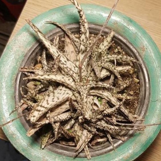 Plant image Aloe 'Snowstorm'