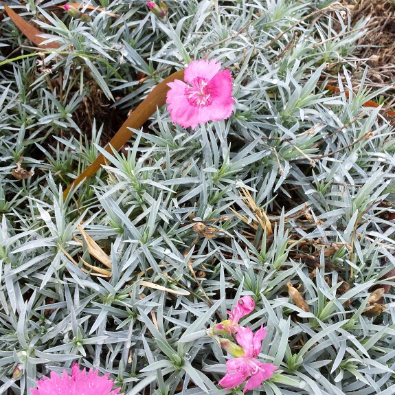 plant image 105720