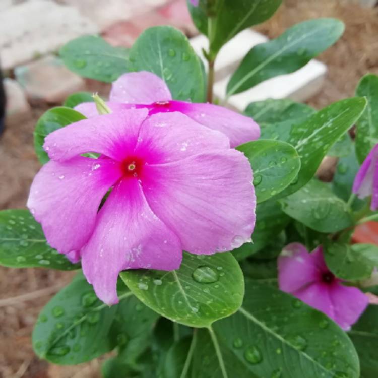 plant image 1176816