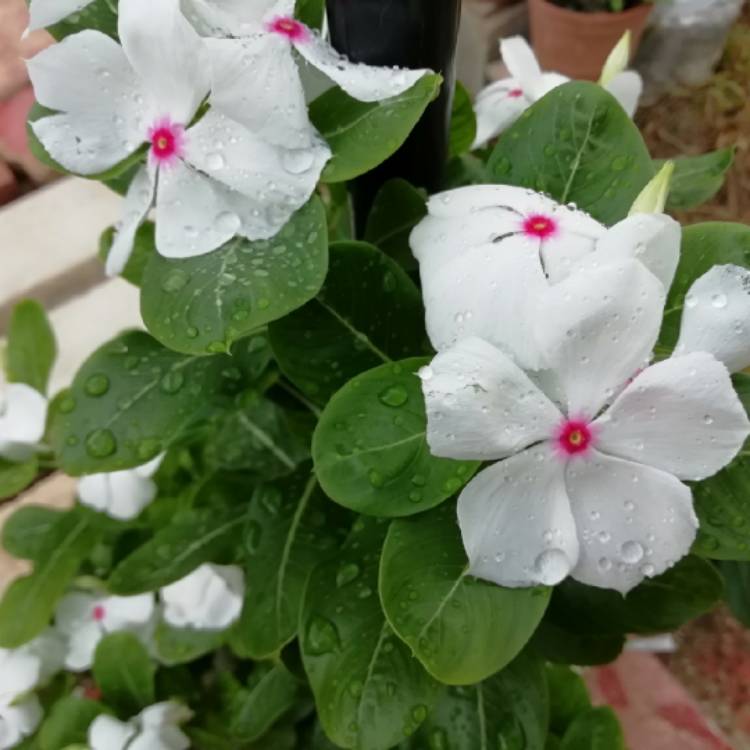 plant image 1176818