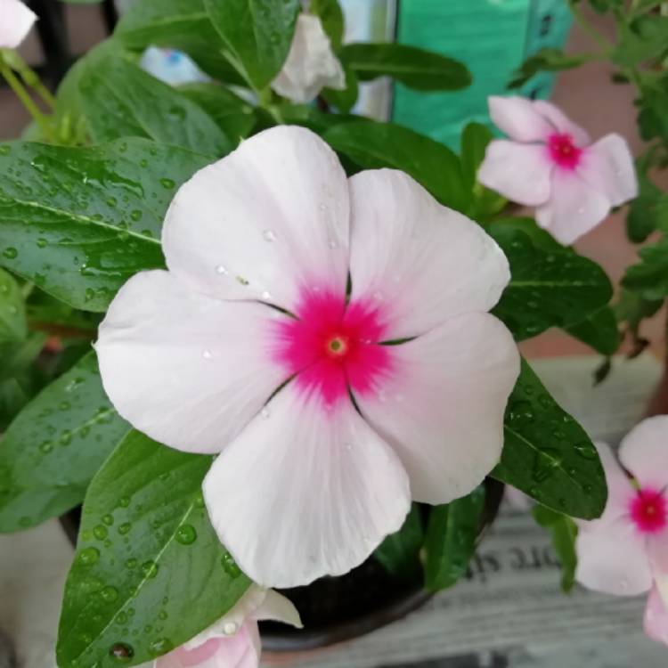 plant image 1176823