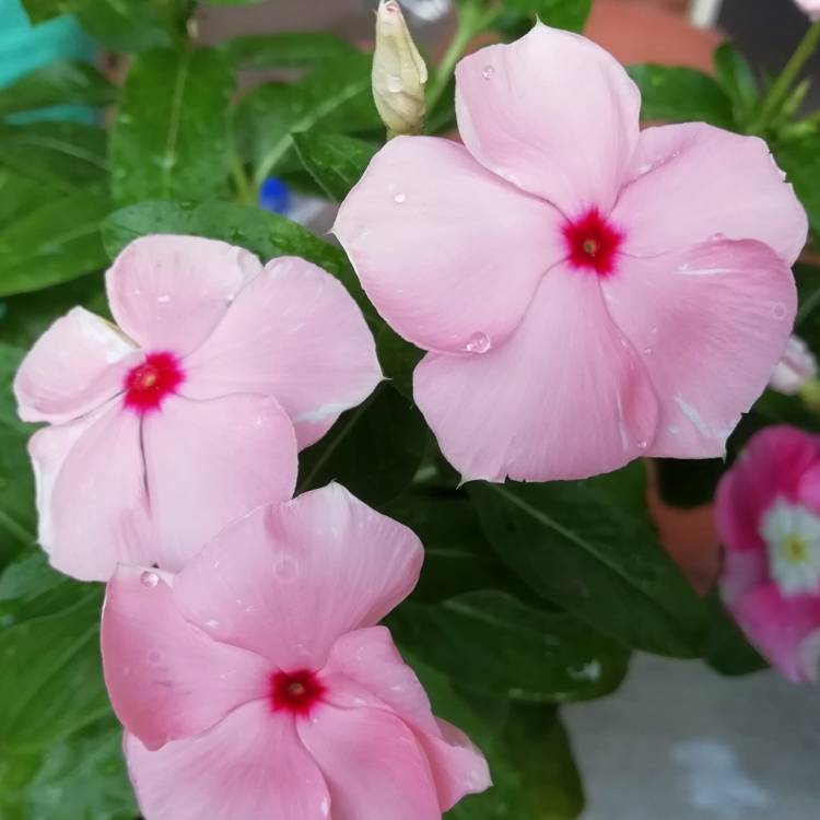 plant image 1176826