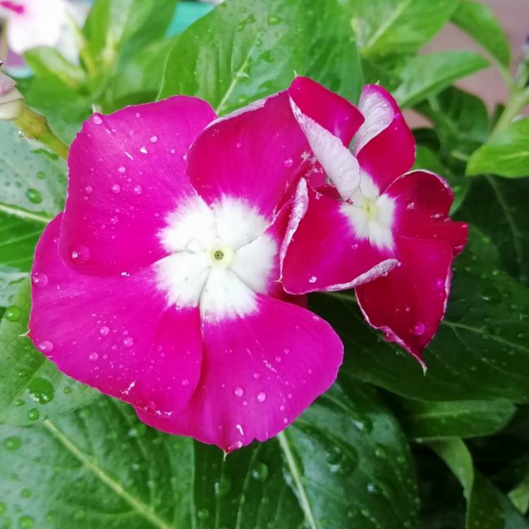 plant image 1176828