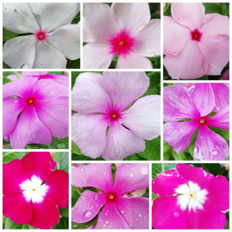 plant image 1178675