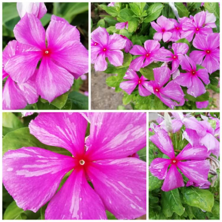 plant image 1178967