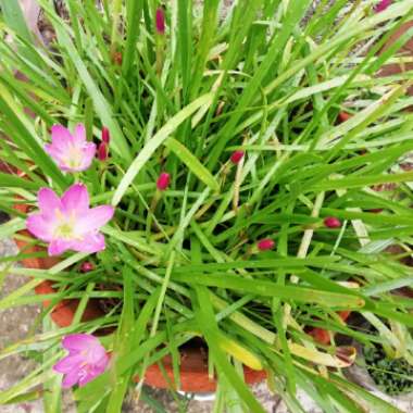 Zephyranthes
