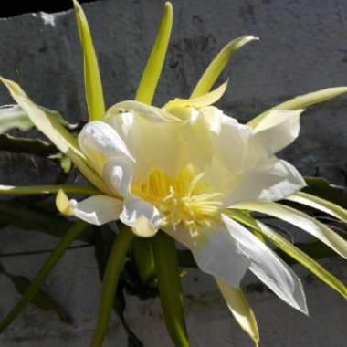 Hylocereus undatus