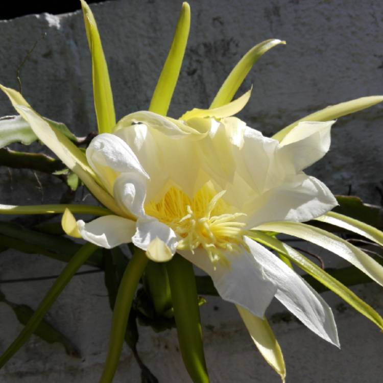 plant image 1182625