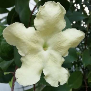 Brunfelsia Americana 
