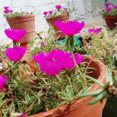 Portulaca grandiflora