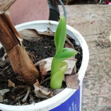 Musa