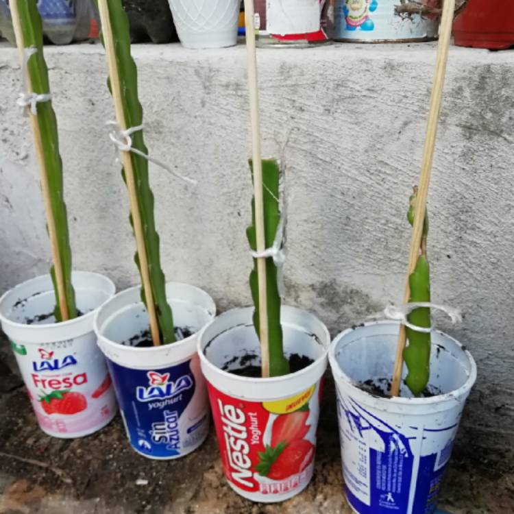 plant image 1187481