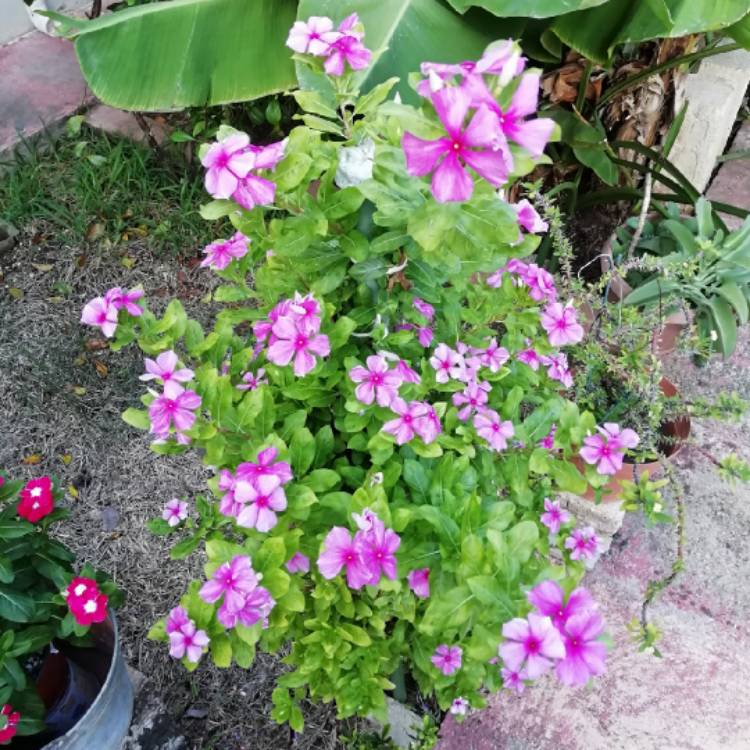 plant image 1188961