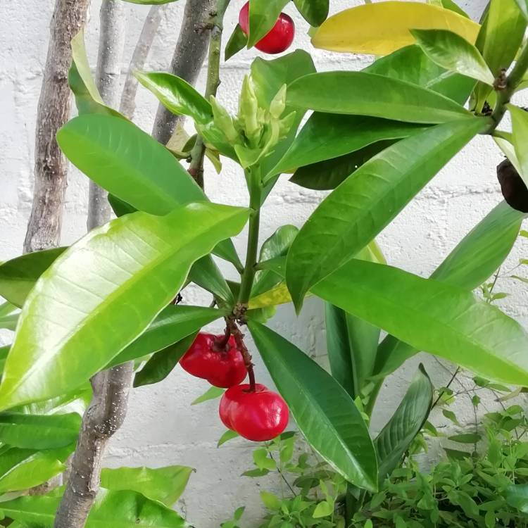 plant image 1190431