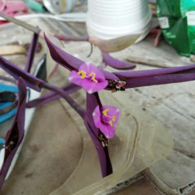 Tradescantia pallida