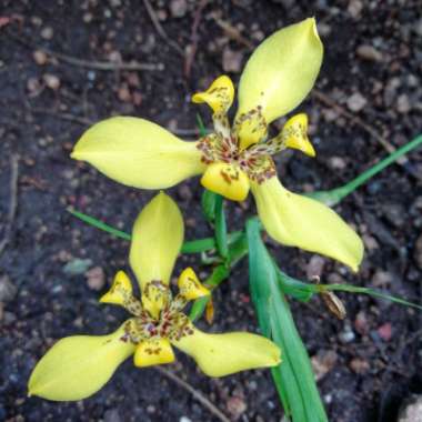 Yellow Walking Iris