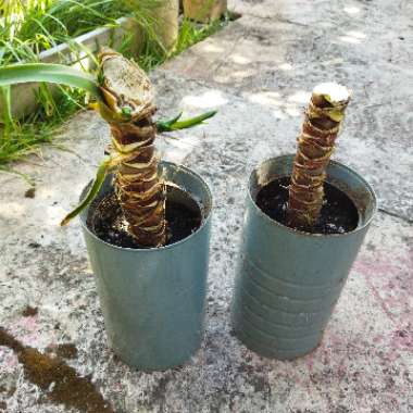 Yucca 'Maya Tree'