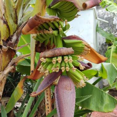 Banana