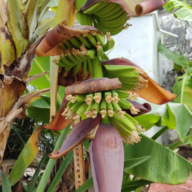 plant image 1495133