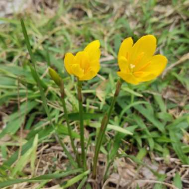 Rain Lily