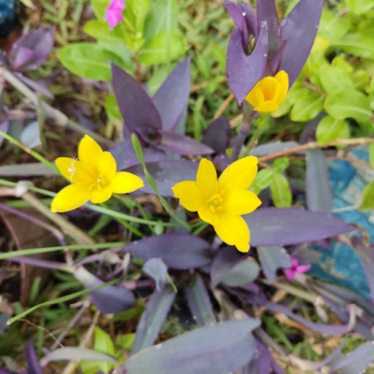 plant image 1497875 plant image 1497875