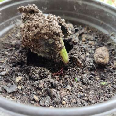 Cashew Nut Tree