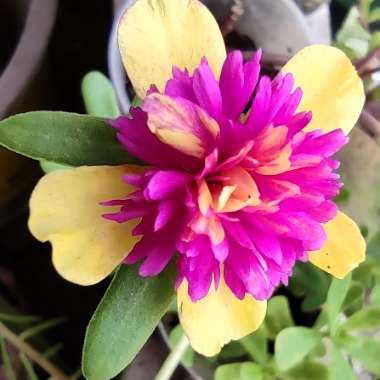 Purslane 