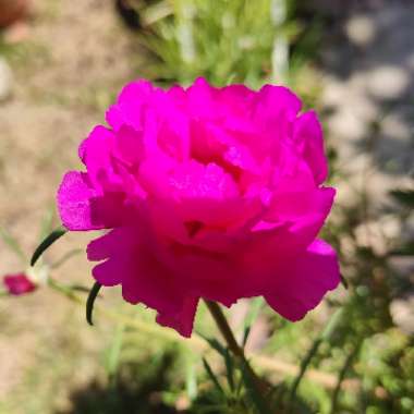 Moss Rose