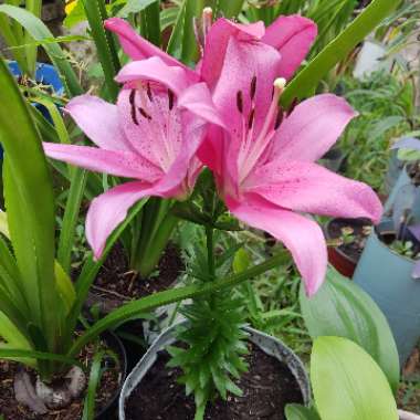 Lily (Asiatic)