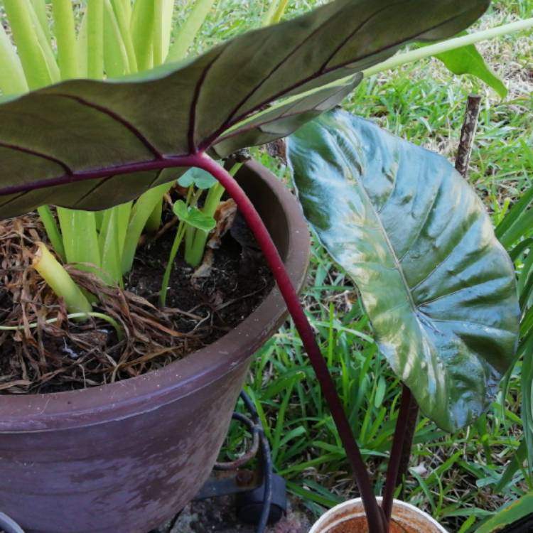 Plant image Alocasia Plumbea 'Nigra'