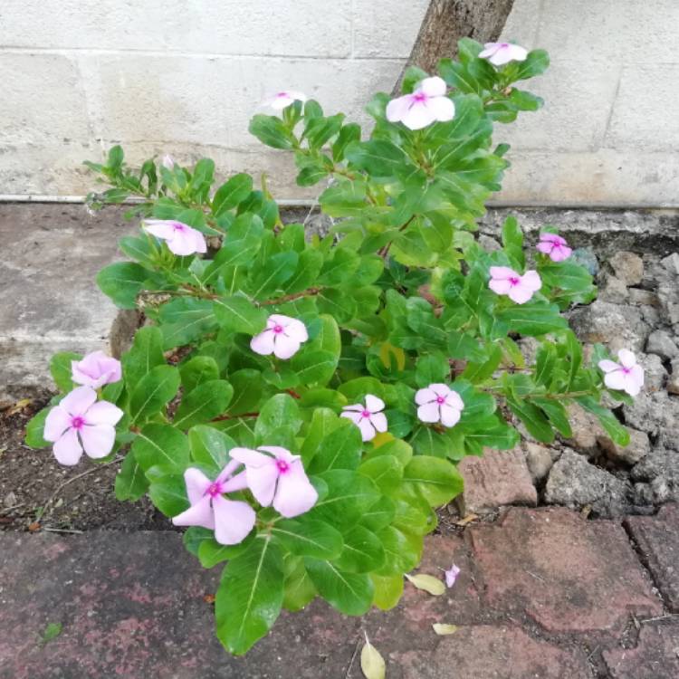 plant image 929397