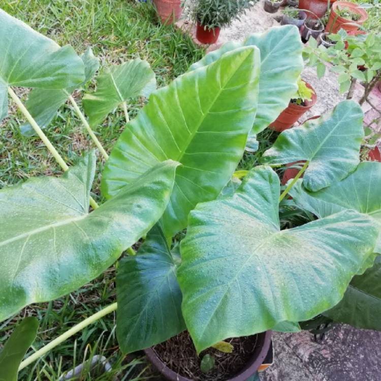 plant image 930967